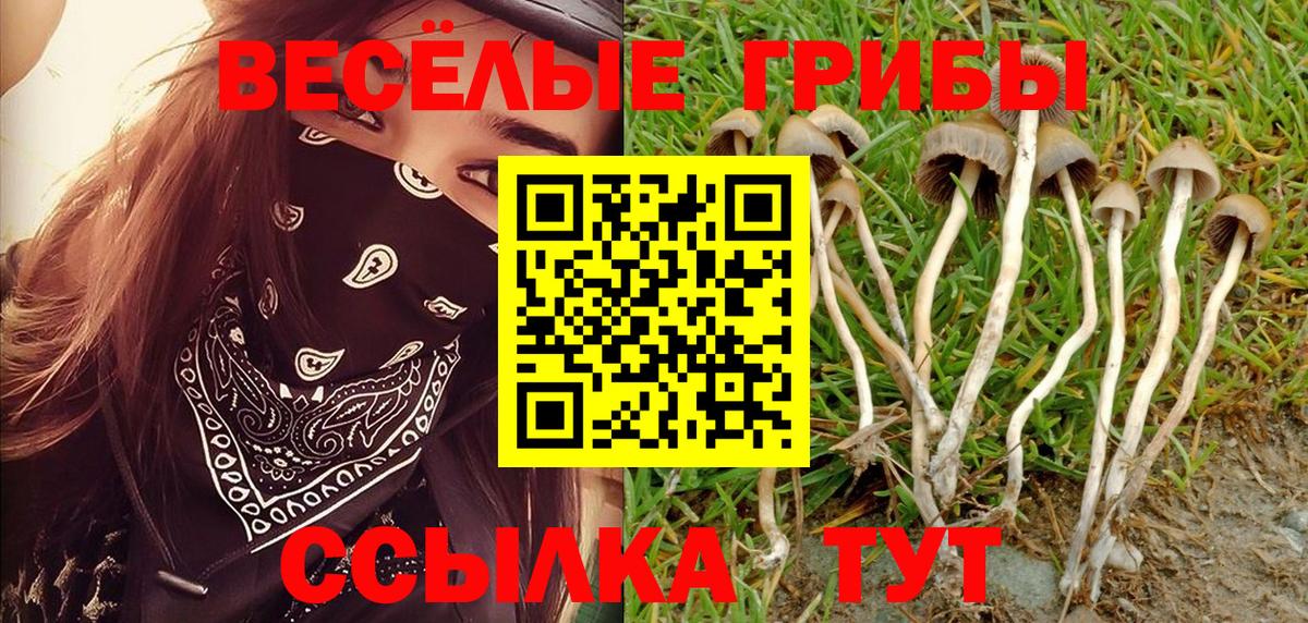 Псилоцибиновые грибы Psilocybine cubensis Ейск